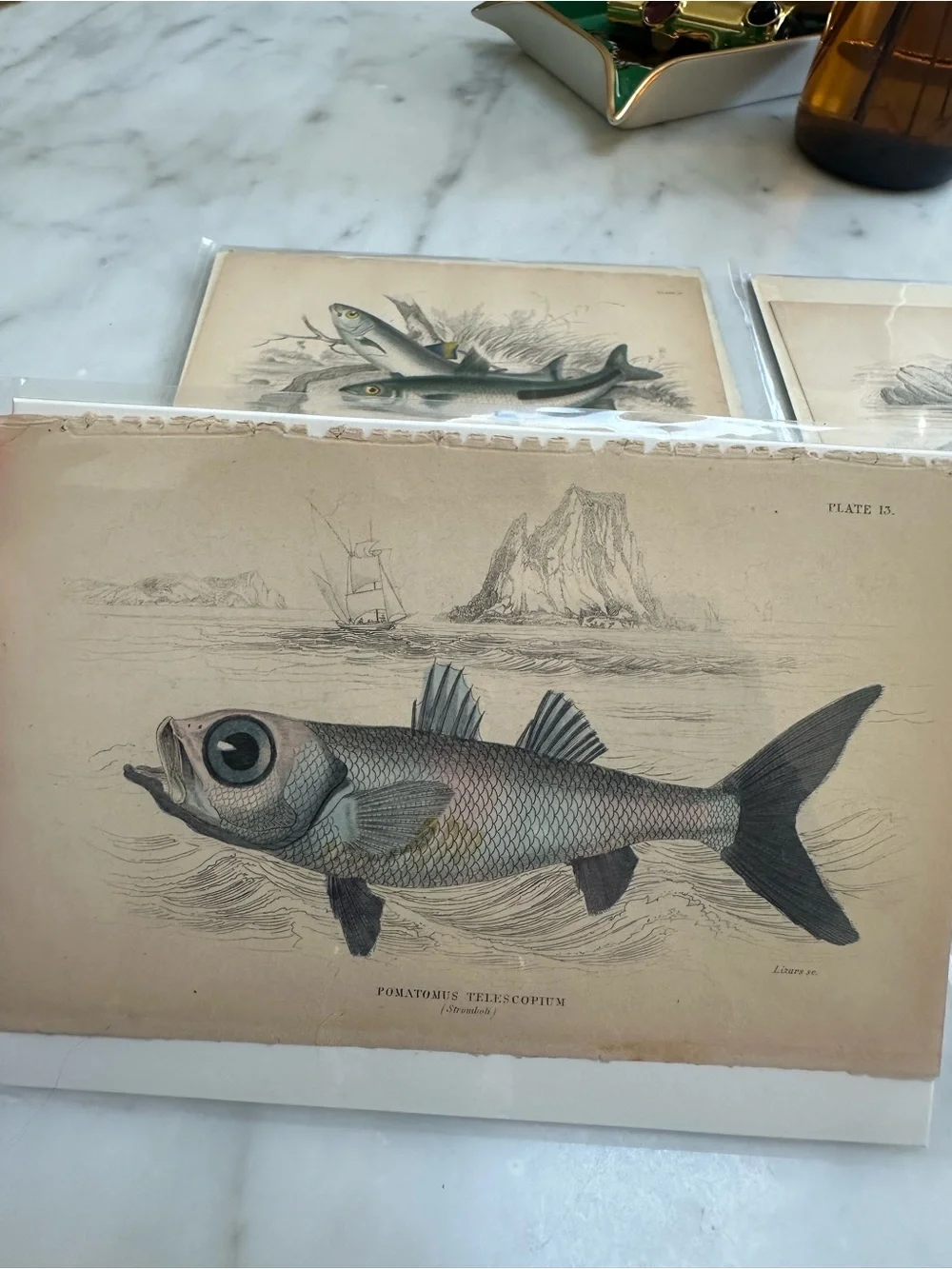 1800s Jardine’s The Naturalist’s Library Chromolithographs Rare Fish